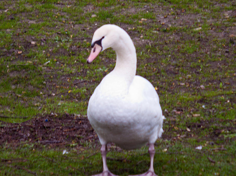 20120407 8407RDw [D-OB] Höckerschwan (Cygnus olar), Kaisergarten, Oberhausen