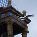 20120506 9043RAw [E] Weißstorch, Kirche San Martin, Trujillo