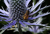 Abeille sur Eryngium