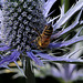 Abeille sur Eryngium