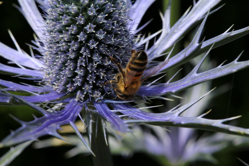 Abeille sur Eryngium