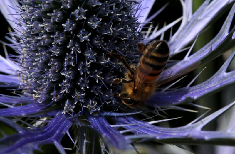 Colletes hederae