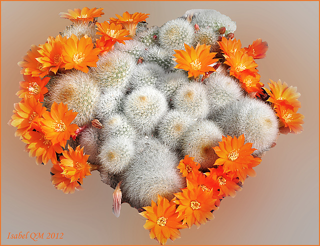 Rebutia muscula