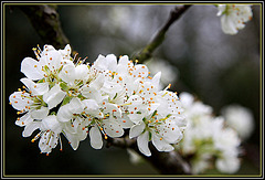 Printemps dans l'Oise