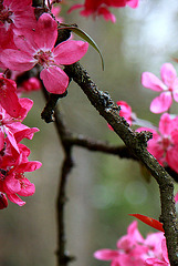 Printemps à Gouvieux