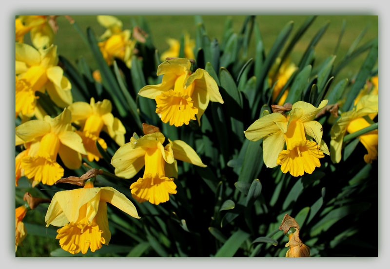 FLEUR DU PRINTEMPS ***