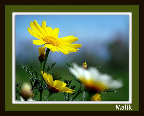 le bonheur..!