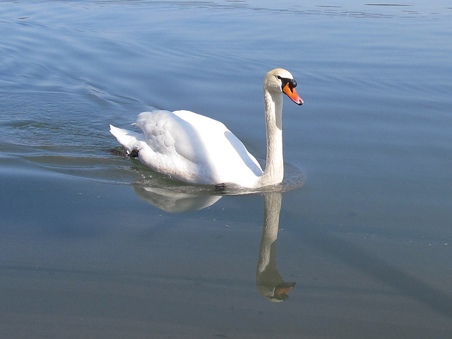 beauty, mirrored