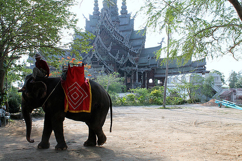 ELEPHANT D'ASIE ***