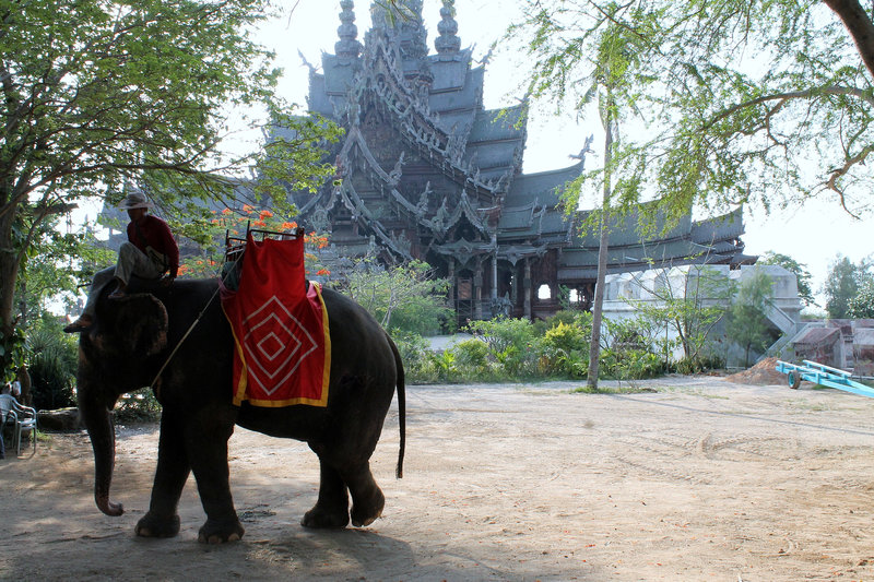 ELEPHANT D'ASIE ***