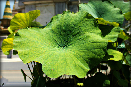 PLANTE TROPICALE ***