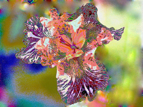 Iris  Gnus Flash