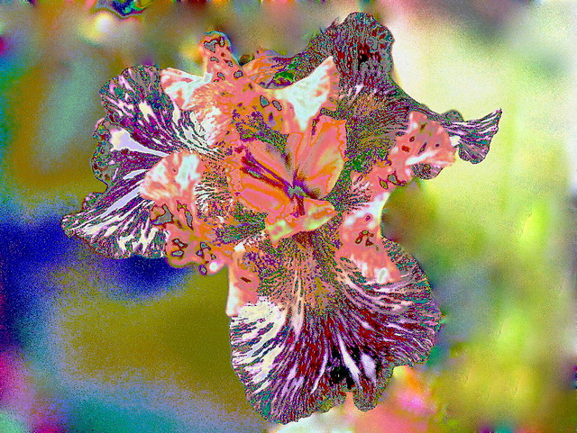 Iris  Gnus Flash