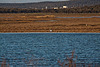 20120316 7865RAw [TR] Sarimsakli, Lagune, Flamingo
