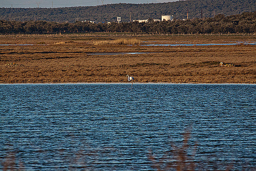 20120316 7865RAw [TR] Sarimsakli, Lagune, Flamingo