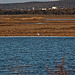 20120316 7865RAw [TR] Sarimsakli, Lagune, Flamingo