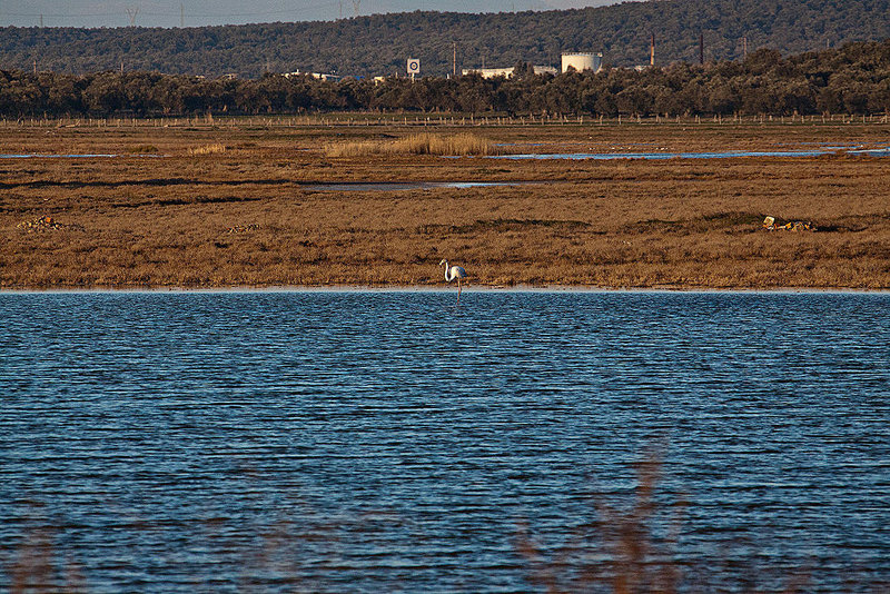 20120316 7865RAw [TR] Sarimsakli, Lagune, Flamingo