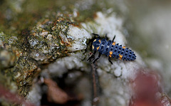 Larve de Coccinelle à 7 points