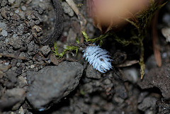 Larve de coccinelle australienne