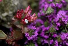 Larve de coccinelle australienne  sur le Serpolet