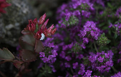 Larve de coccinelle australienne  sur le Serpolet (2)