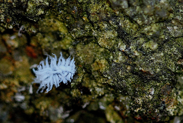 Larve de coccinelle australienne (2)