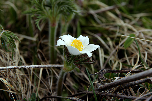 Küchenschelle