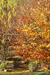 Autumn colours change by the day