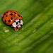 Coccinelle asiatique (2)