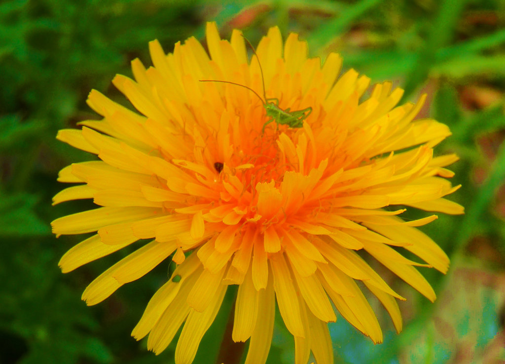 habiter son soleil
