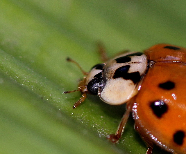 Coccinelle asiatique (7)