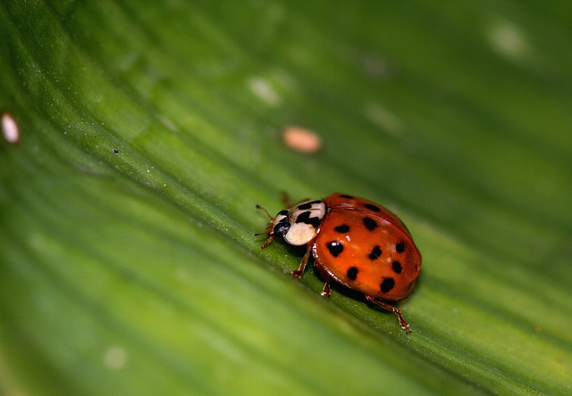 Coccinelle asiatique (8)