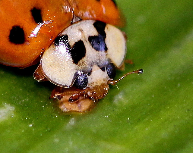 Coccinelle asiatique (9)