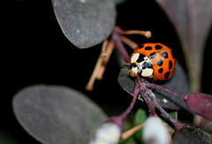 Coccinelle asiatique