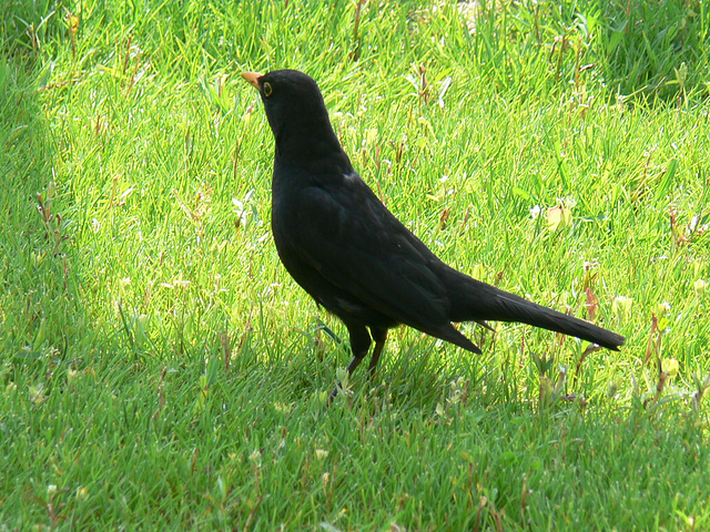 Amsel