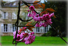 PRUNUS***