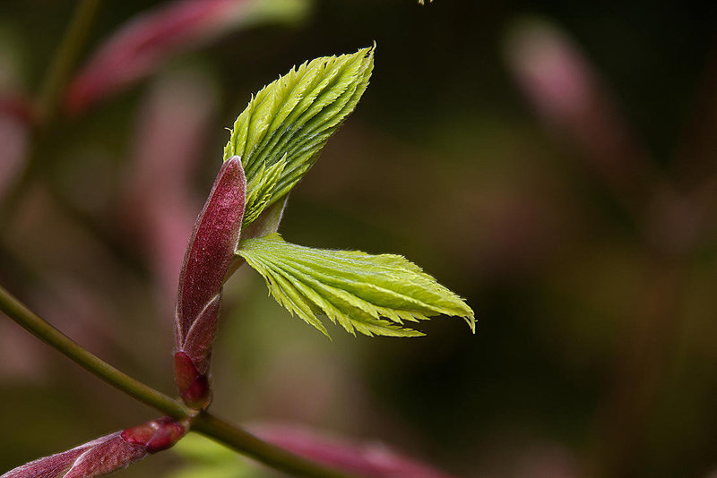 20120427 8724RAw [D~LIP] Gold-Ahorn (Acer shiras 'Aureum'), Bad Salzuflen