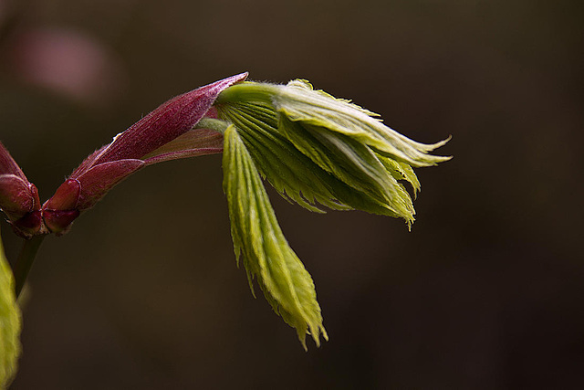 20120427 8723RAw [D~LIP] Gold-Ahorn (Acer shiras 'Aureum'), Bad Salzuflen