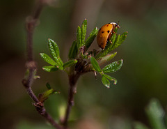 20120427 8720RAw [D~LIP] Fingerstrauch, Siebenpunkt-Marienkäfer, Bad Salzuflen