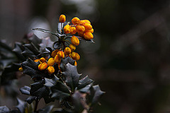 20120427 8712RAw [D~LIP] Dotterberberitze (Berberis 'Stenophylla'), Bad Salzuflen