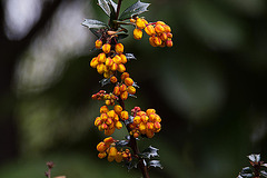 20120427 8711RAw [D~LIP] Dotterberberitze (Berberis 'Stenophylla'), Bad Salzuflen