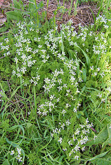 Fleurettes blanches