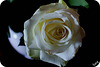 ROSE DU PRINTEMPS ***