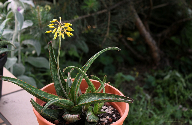 Aloe x greenii