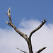 20120506 8905RAw [E] Baum, Herguijuela