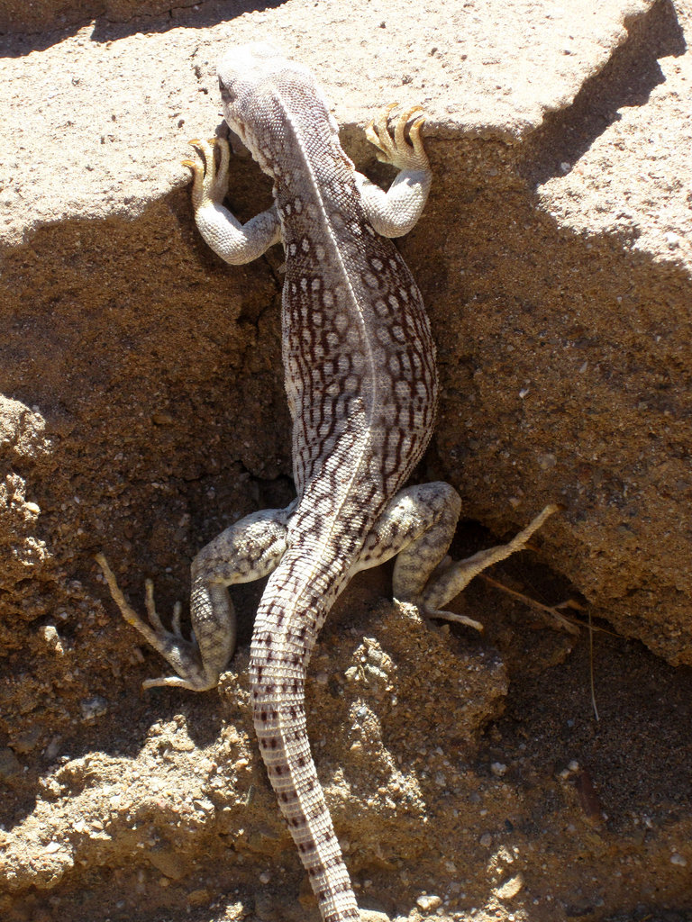 Lizard (2118)