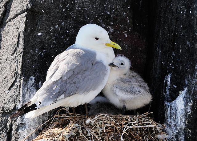 Kittiwake and Chick