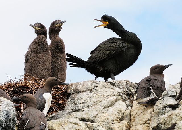 Shags and Guillemots