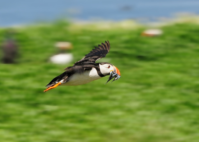 Flying Puffin