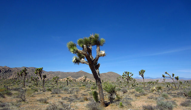 Boy Scout Trail (0724)